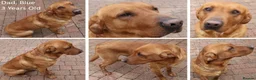 Labrador Retriever dogs for sale: Stunning Red/Golden Labs-KC Reg, Health Checked - Advert 10