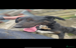Border Collie dogs for sale: Beautiful Collie Pups - Image 4