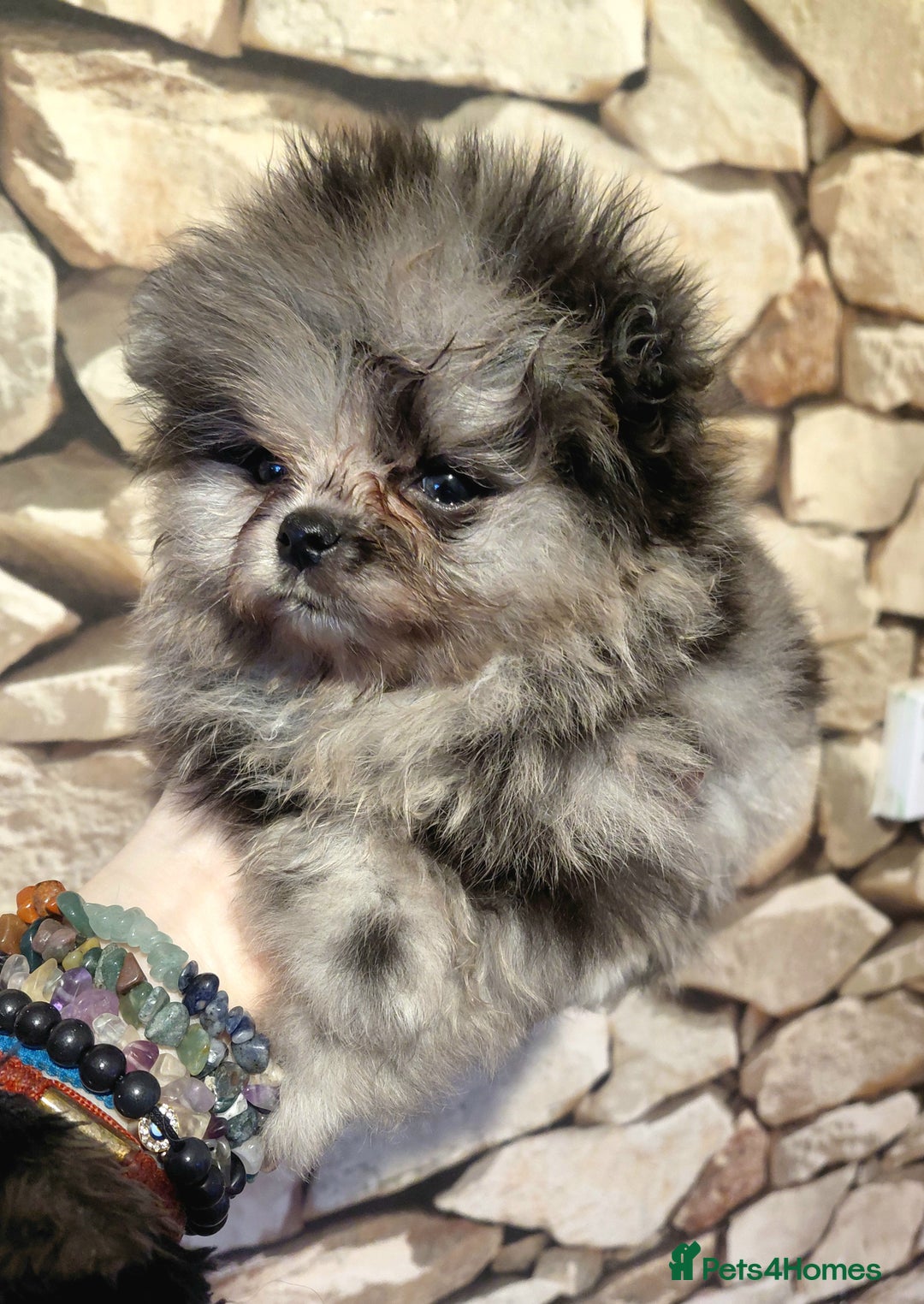 Pomeranian dogs for sale: Pomeranian puppies  - Advert 8