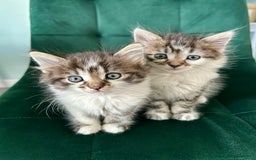 Mixed Breed cats for sale: Amazing fluffy happiness  - Image 2
