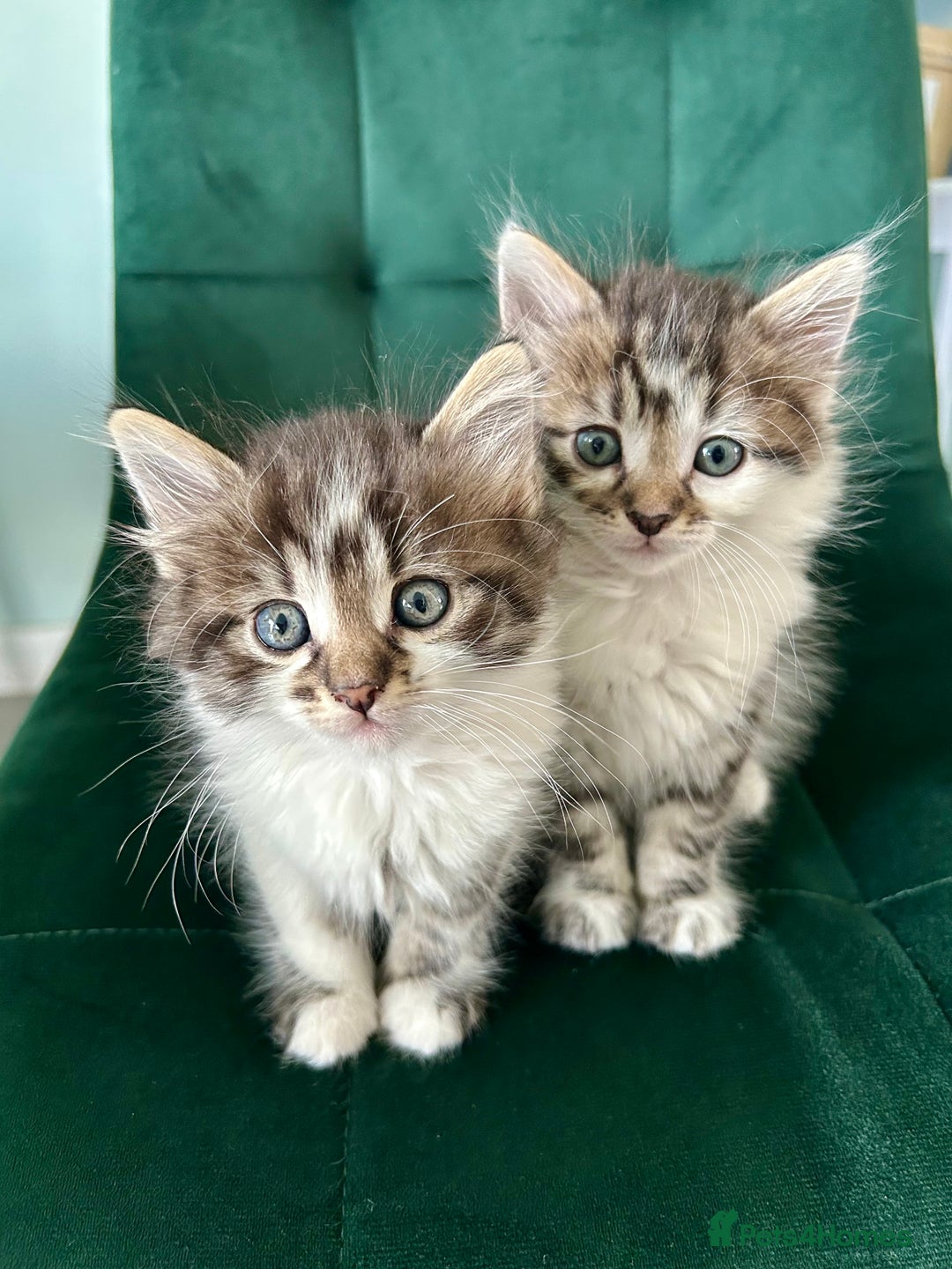 Mixed Breed cats for sale: Amazing fluffy happiness  - Image 2