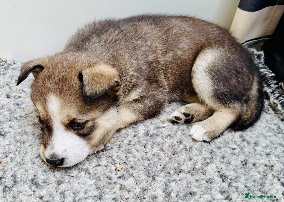 Pomsky dogs for sale: Adorable Blue Eyed 🐾 Long Eared Pomskies  - Image 20