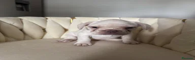 French Bulldog 6