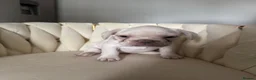 French Bulldog dogs for sale: French bull dog puppies  - Advert 6