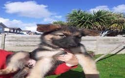German Shepherd dogs for sale: Straight back gsd puppies  - Image 10