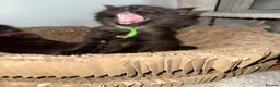 British Longhair cats for sale: Beautiful litter of Kittens  - Advert 9