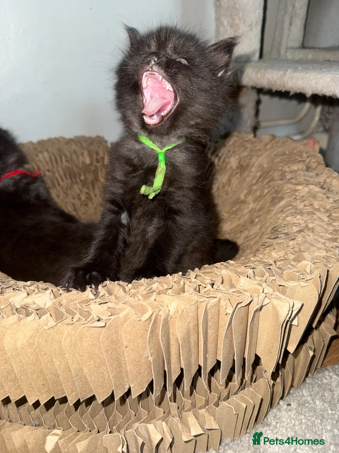 British Longhair cats for sale: Beautiful litter of Kittens  - Advert 9