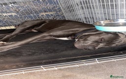 Presa Canario dogs for stud: Mr Sox  - Image 8