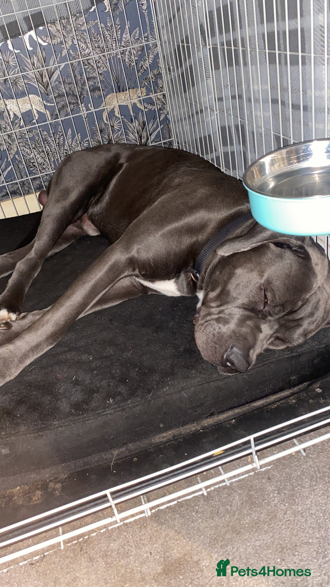 Presa Canario dogs for stud: Mr Sox  - Image 8