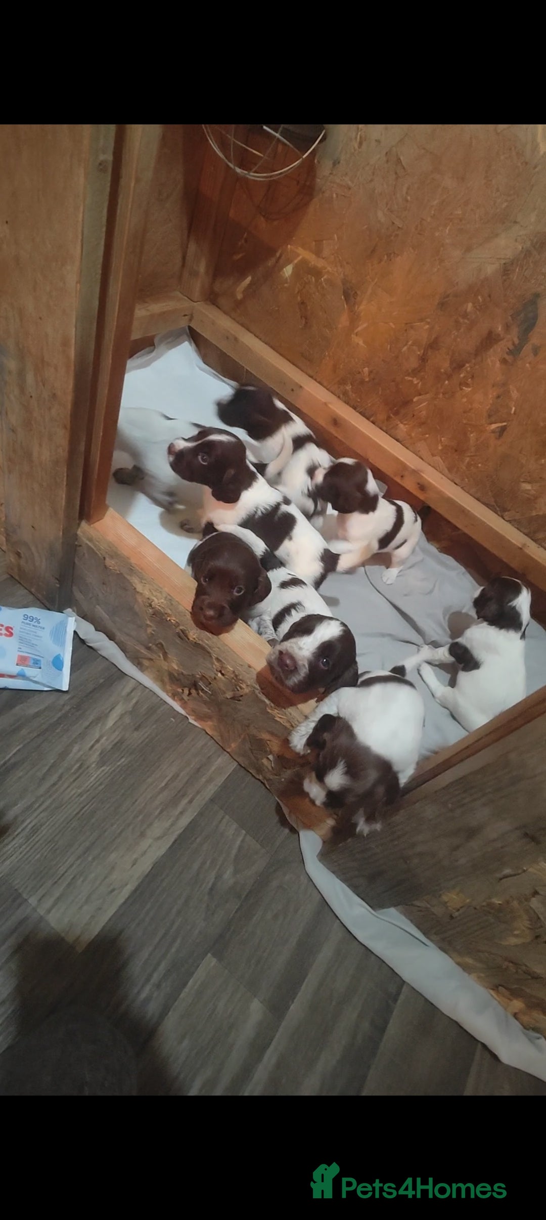 Sprocker dogs for sale: Beautiful sprocker puppies  - Image 4
