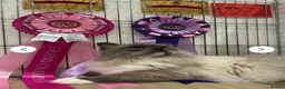 Ragdoll cats for sale: Stunning Champion Bloodline GCCF Kittens - Advert 5