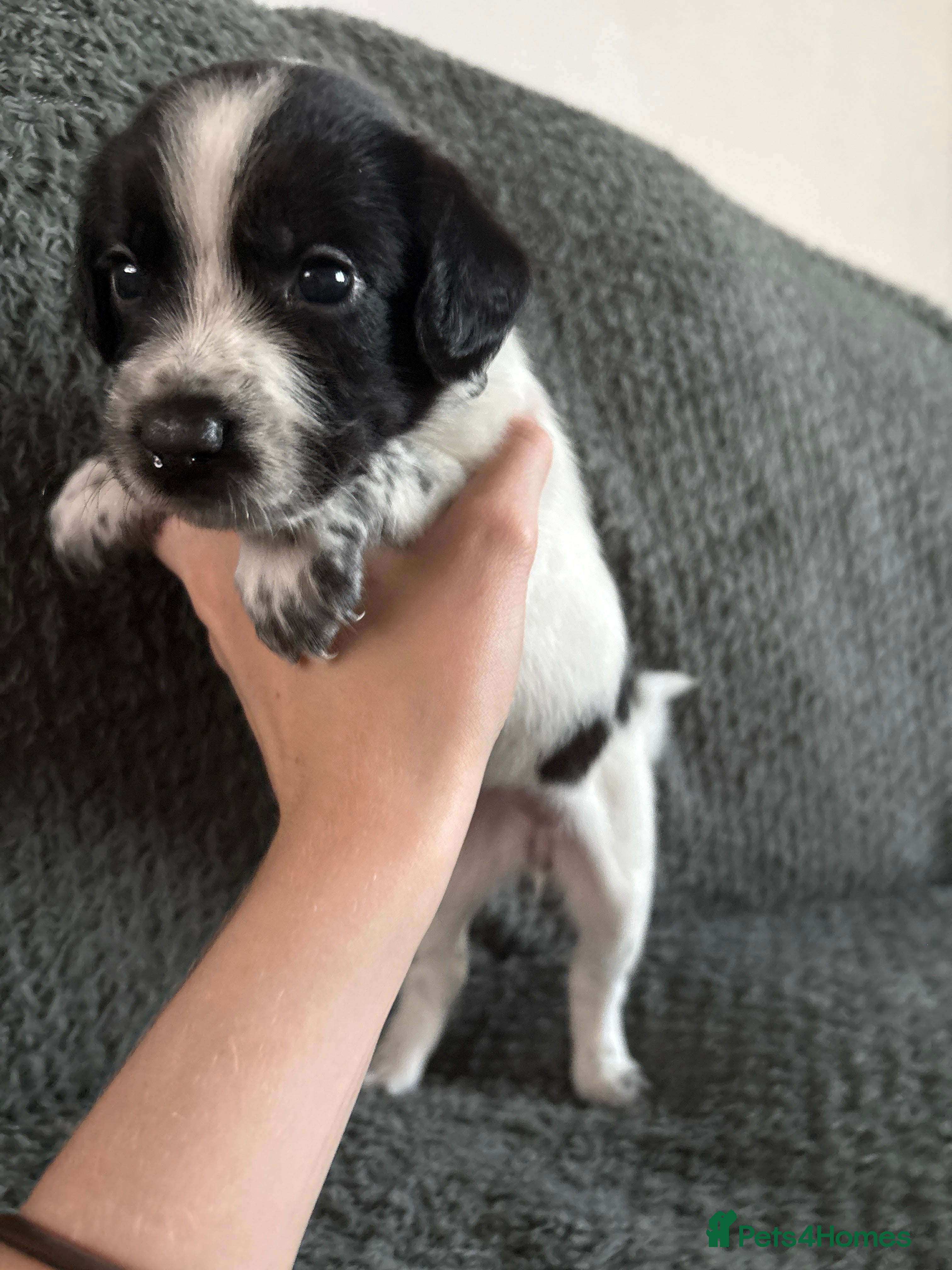 Mixed Breed dogs 🐾🐶10 stunning Cocker collies🐶🐾 - Advert 2