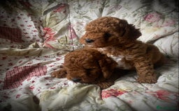 Cockapoo dogs for sale: Fabulous F1b Fox Red Cockapoo Health Cleared - Image 10