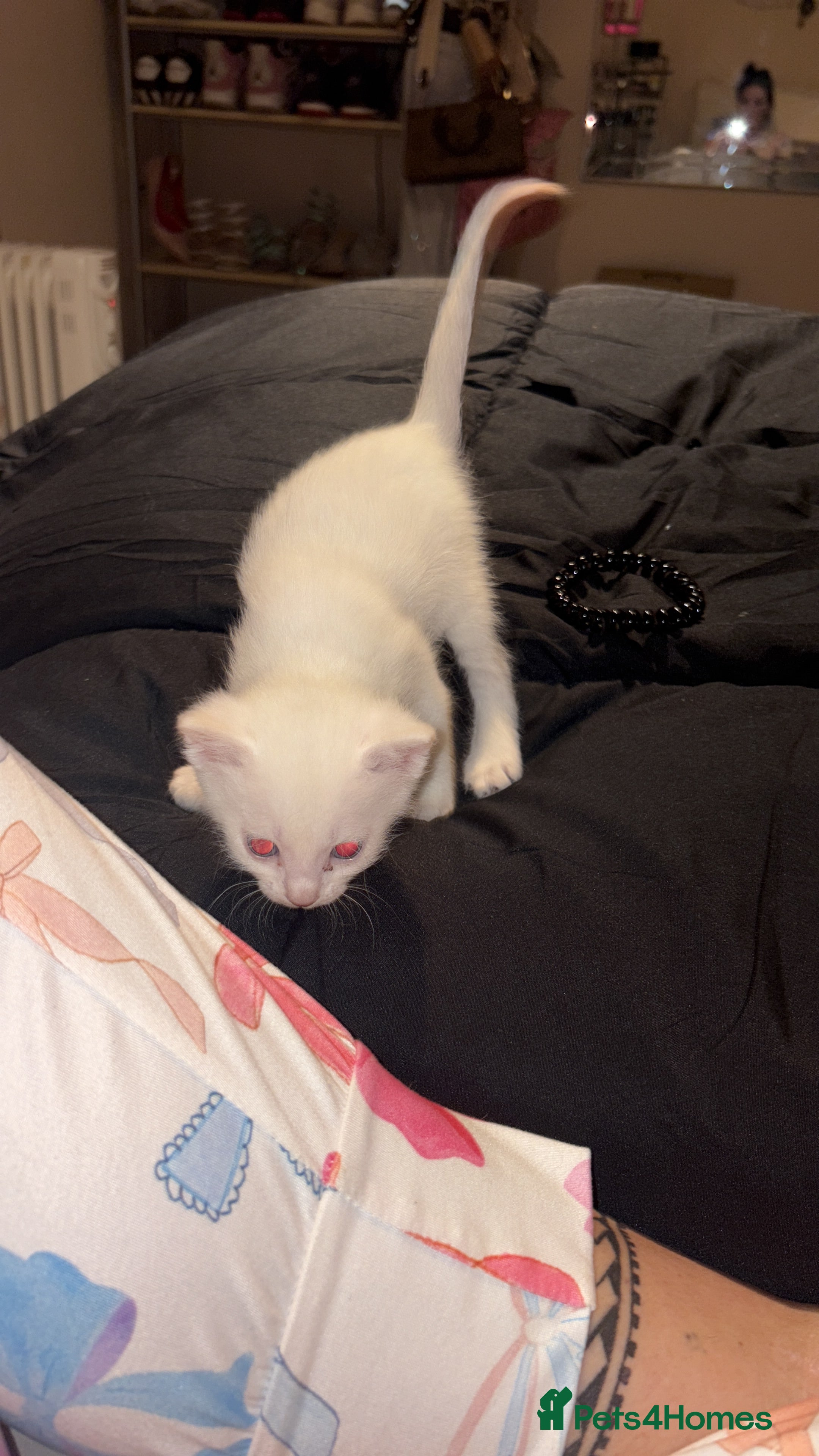 Mixed Breed cats 4 beautiful pure white fluffy healthy boys - Advert 1