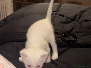 Mixed Breed cats 4 beautiful pure white fluffy healthy boys - Advert 1