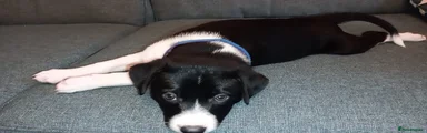 Mixed Breed 2