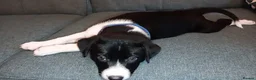 Mixed Breed dogs for sale: Dollie x Long Haired Border Collie Puppies  in Campbeltown - Advert 30
