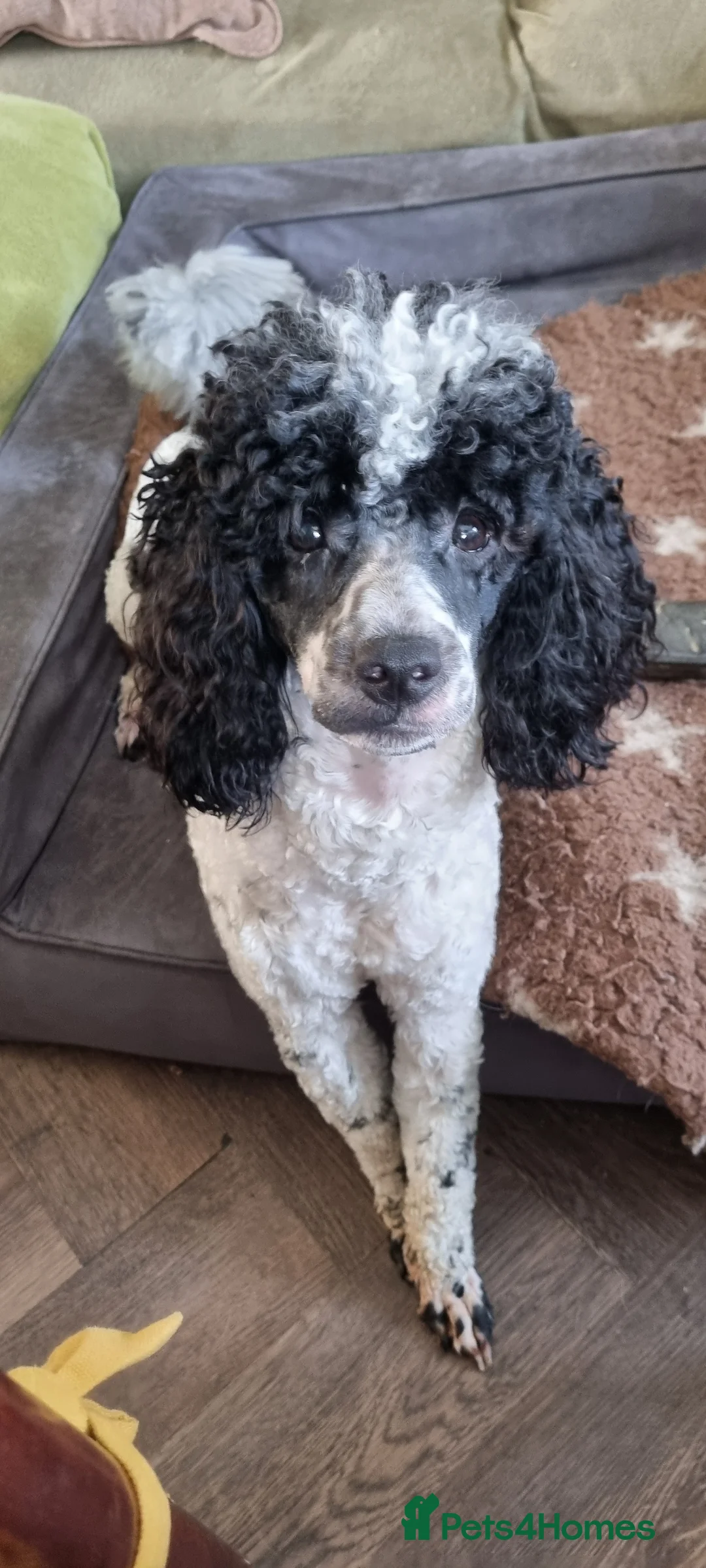 Miniature Poodle dogs for stud: Gorgeous Parti Miniature Poodle - Advert 18