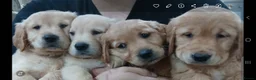 Golden Retriever dogs for sale: Chunky KC registered golden retrievers  - Advert 20