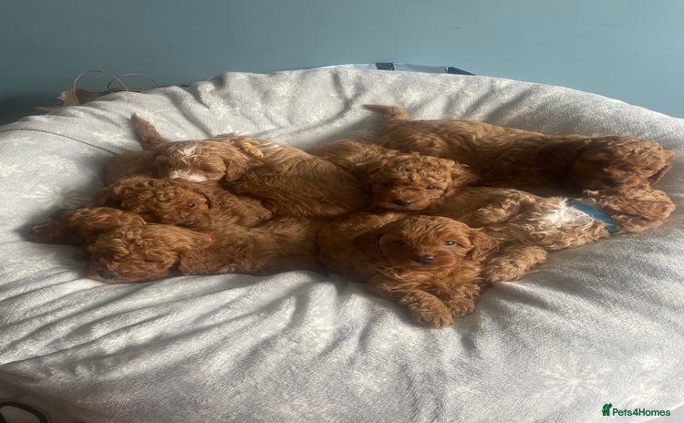 Cavapoo dogs - Advert 13
