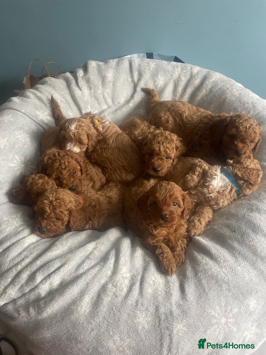Cavapoo dogs for sale: Stunning F1B Cavapoo puppies  - Image 1