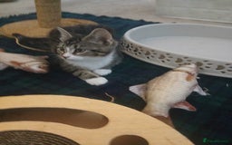Munchkin cats for sale: Beautiful markings lush coat tabby tuxedo  - Image 24
