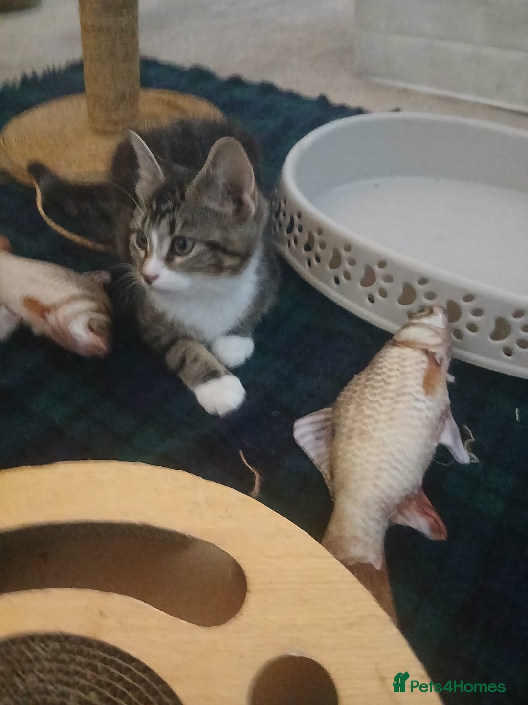 Munchkin cats for sale: Beautiful markings lush coat tabby tuxedo  - Image 24