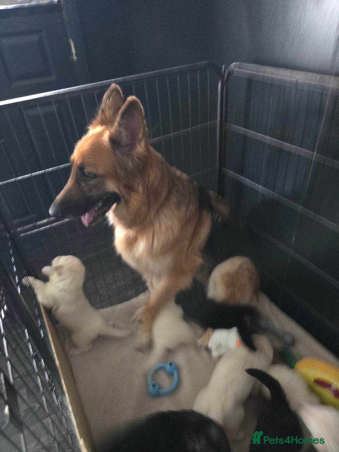 German Shepherd dogs for sale: Last 2 looking for their forever home - Image 1