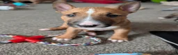 English Bull Terrier dogs for sale: Re advertised due to unforeseen circumstances  in Bishop Auckland - Advert 4