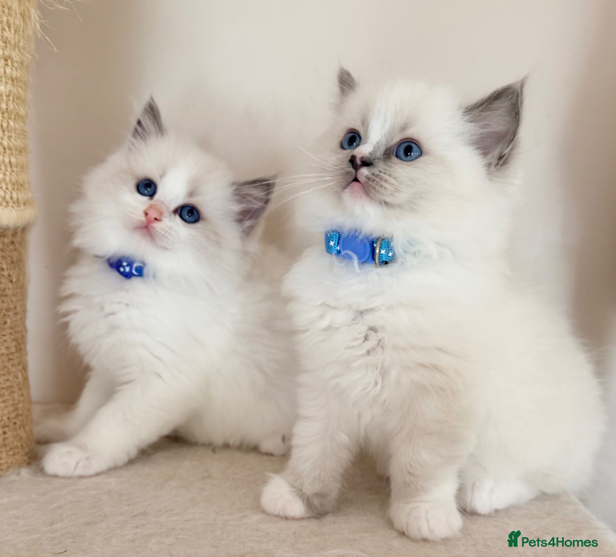 Ragdoll cats Champion pedigree Chucky Ragdoll babies  - Advert 1