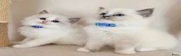 Ragdoll cats for sale: Stunning Champion bloodline TICA Ragdoll kittens - Advert 12