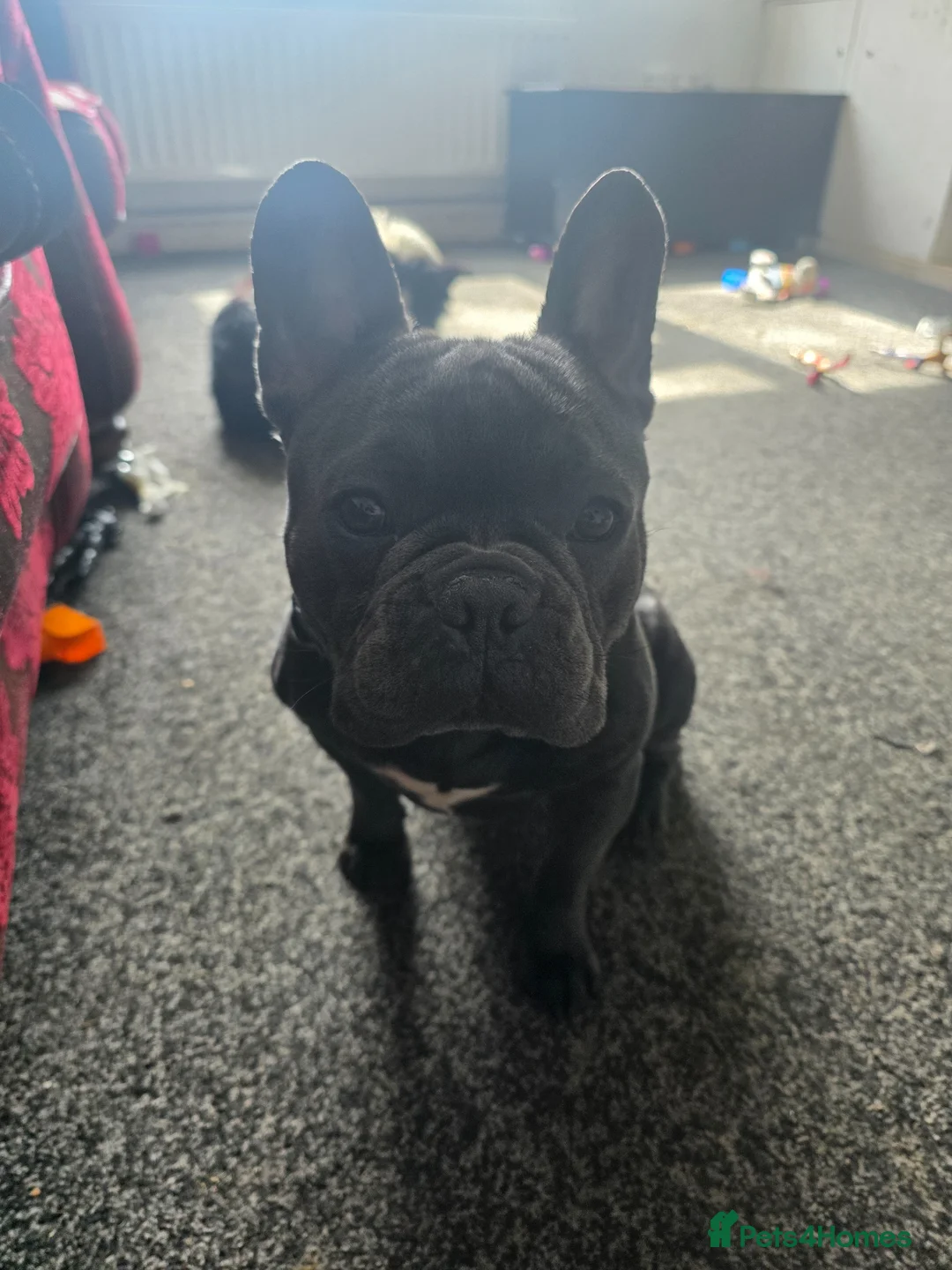 French Bulldog dogs for sale: Boy french bulldog - Advert 2