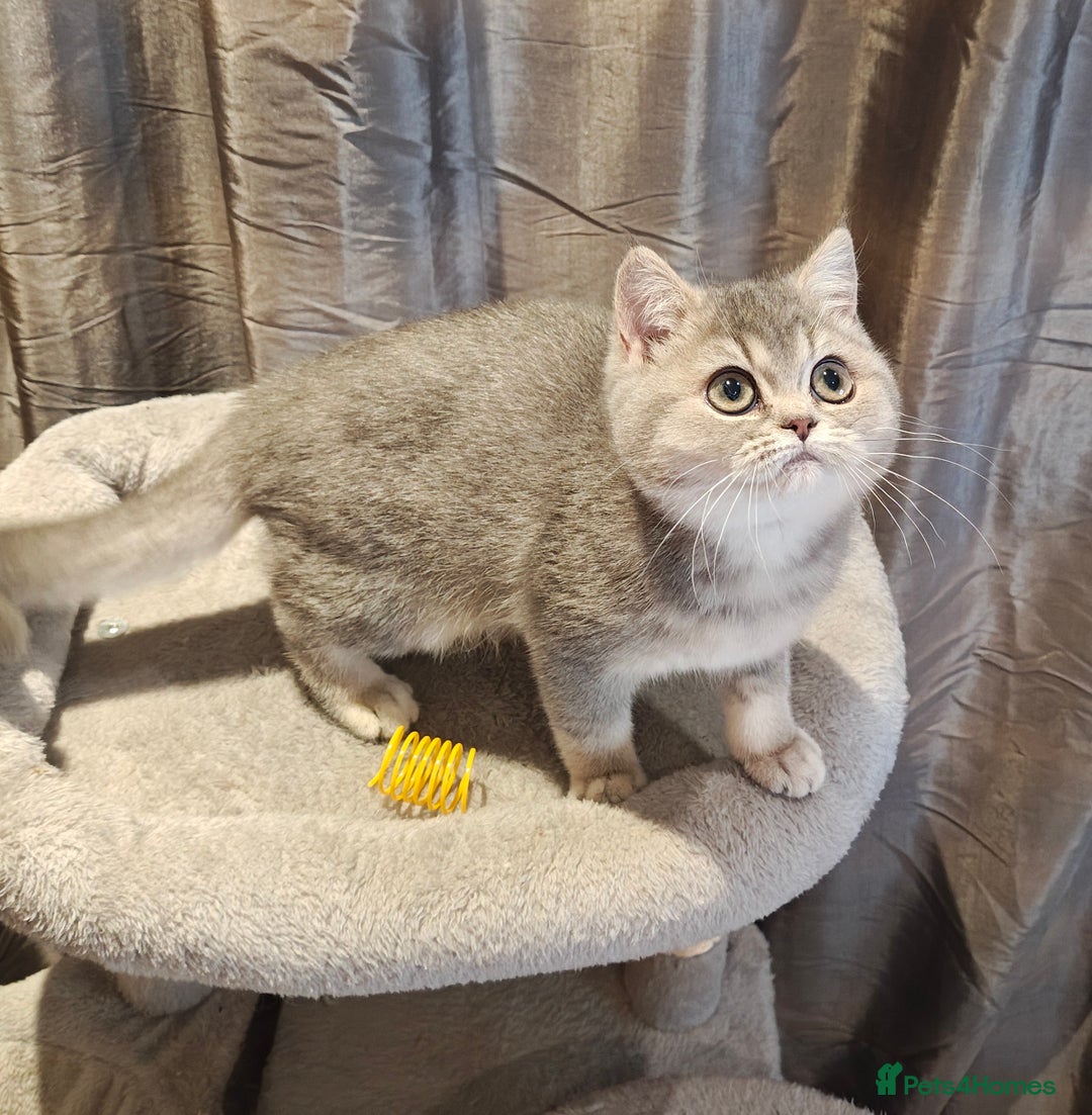 British Shorthair cats for sale: Blue golden female, TICA registered  - Advert 11