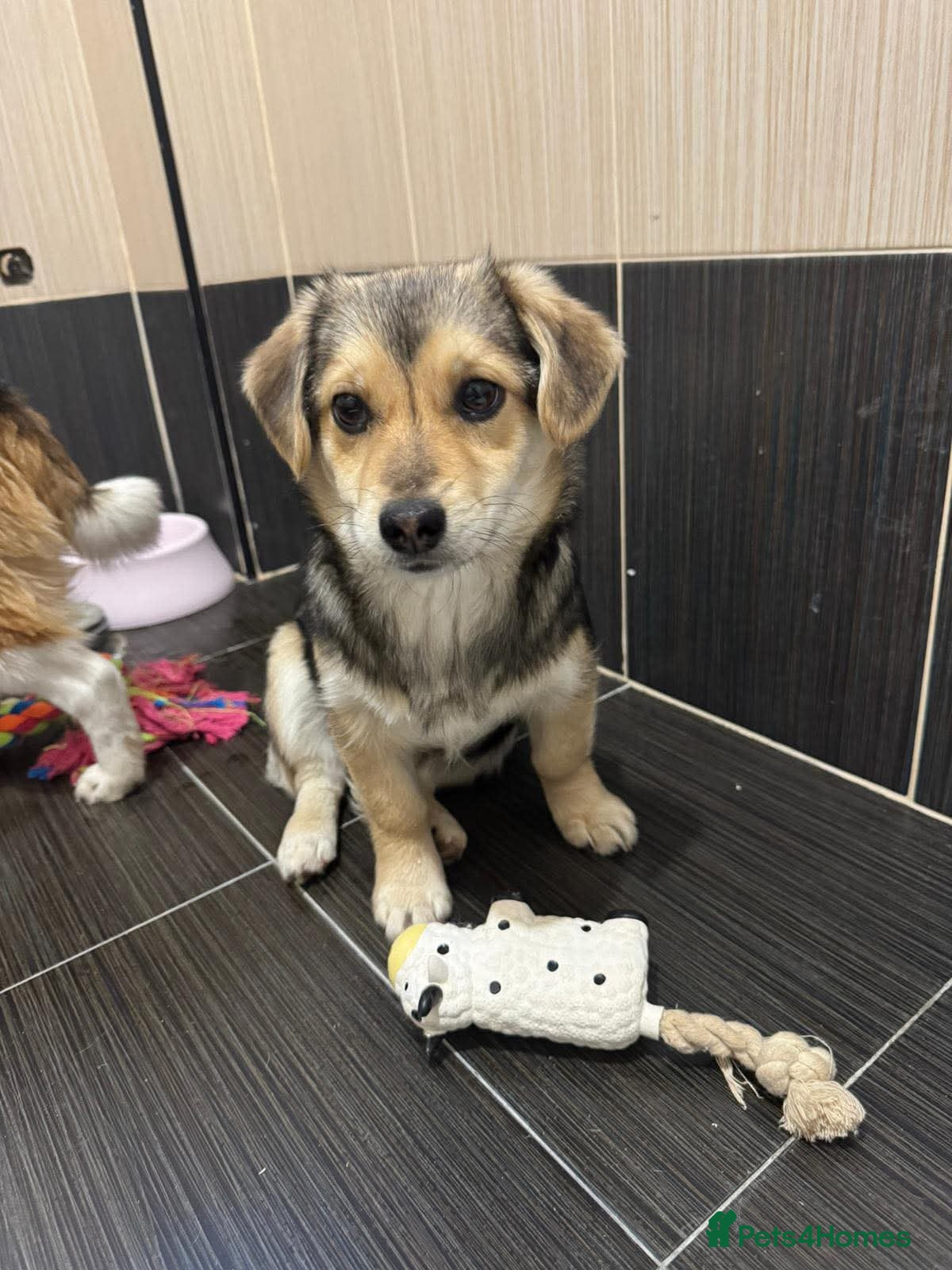 Mixed Breed dogs Ella! - Advert 10