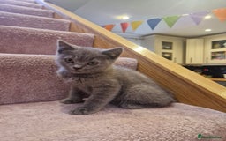 Scottish Fold cats for sale: 1 BSH Boy AVAILABLE. in Sheffield - Image 13