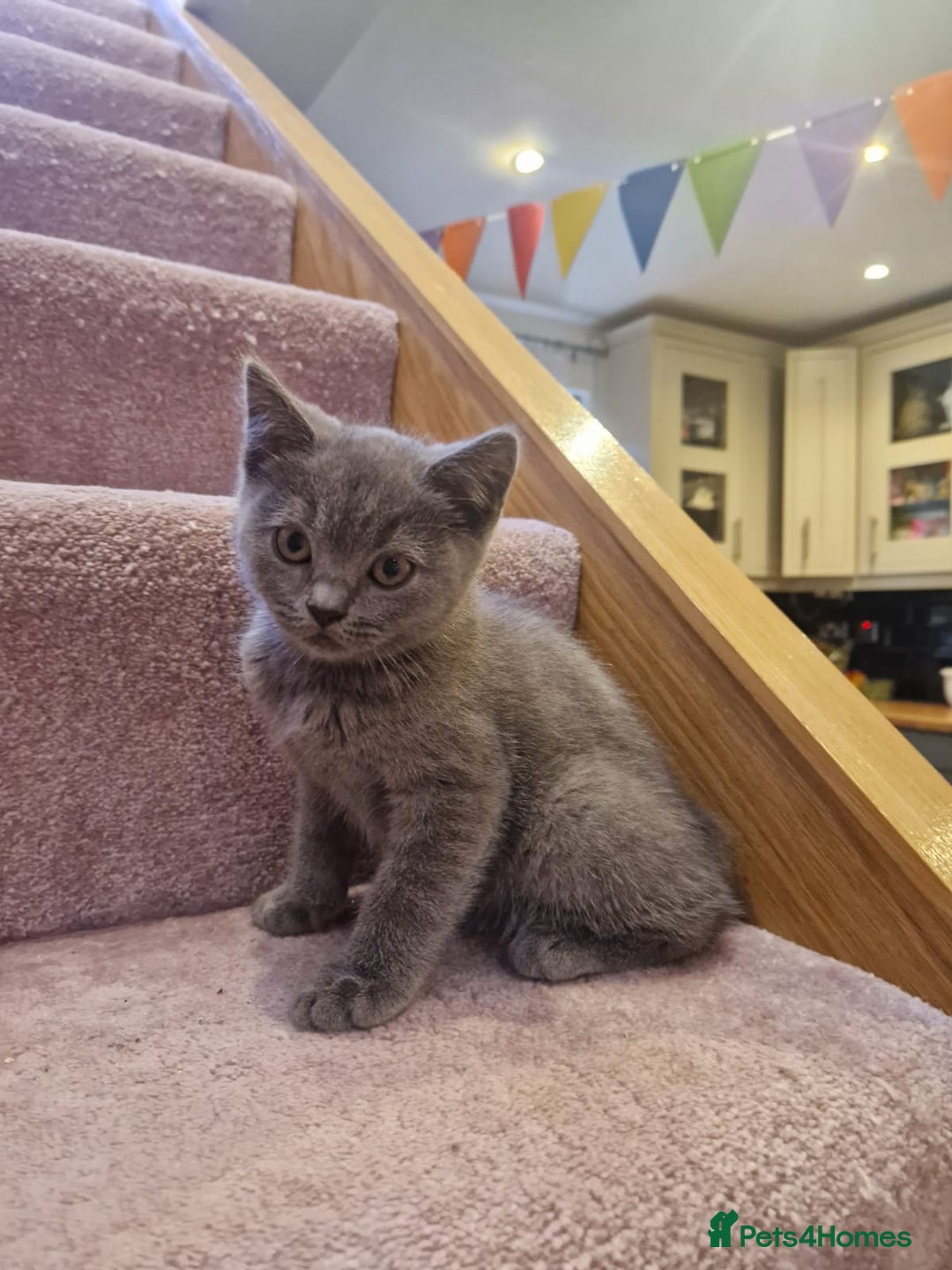 Scottish Fold cats for sale: 1 BSH Boy AVAILABLE. in Sheffield - Image 13