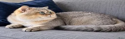 British Shorthair cats for stud: NY12⚜️GOLDEN BSH 🏆 TICA and GCCF reg 🩸 blood B - Advert 4