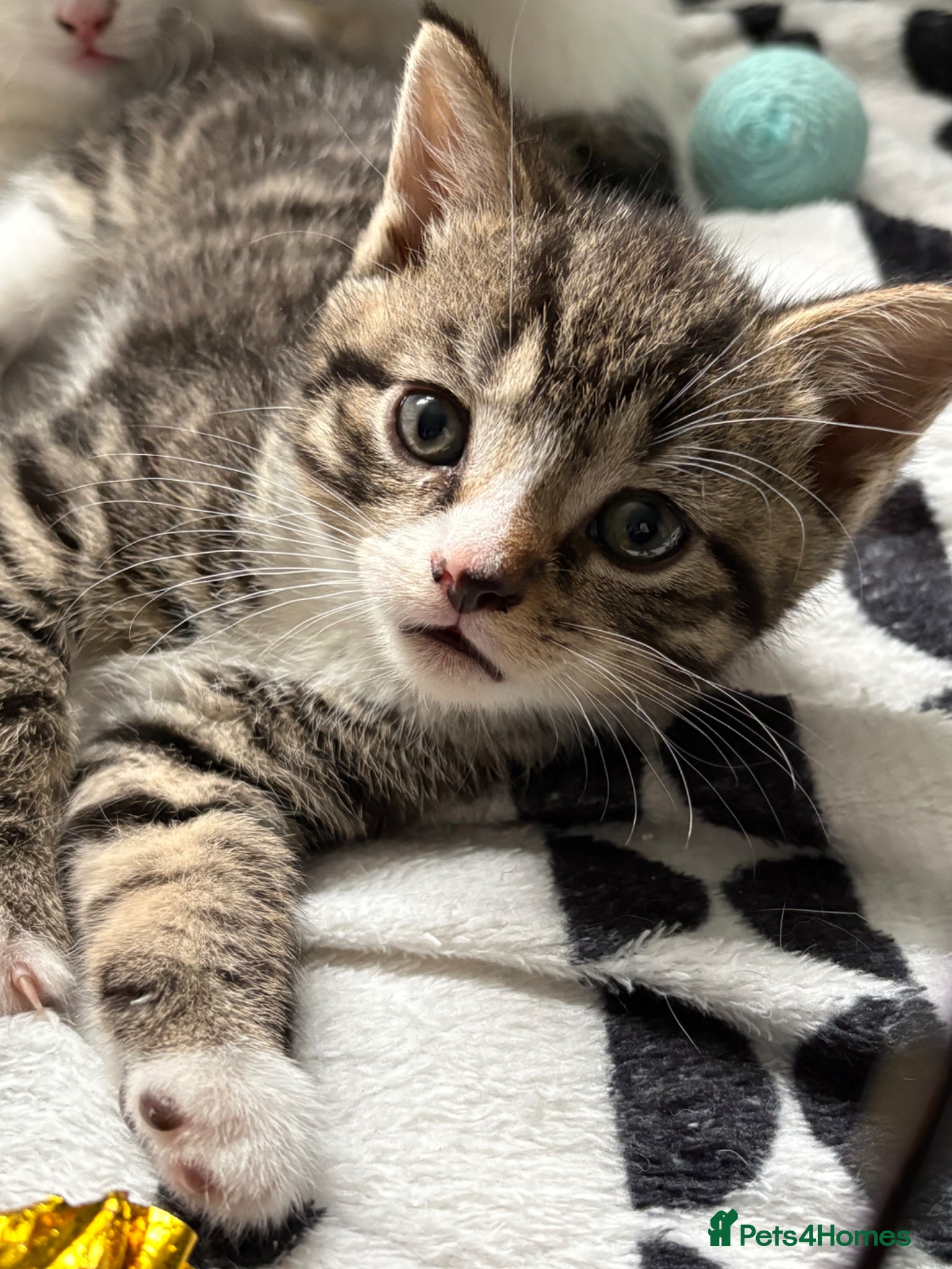 Mixed Breed cats 3 Kittens  - Advert 17