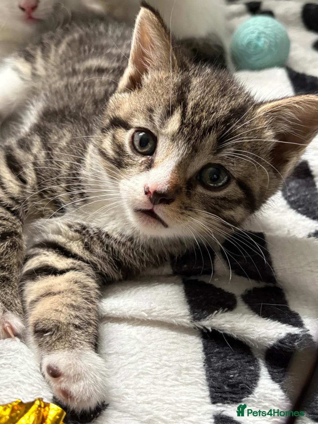 Mixed Breed cats for sale: 3 Kittens  - Advert 1