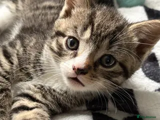 Mixed Breed cats 3 Kittens - Advert 17