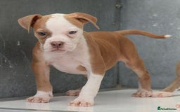 Old Tyme Bulldog dogs for sale: 5⭐️STAR RATED LICENSED🛑🛑READY TO LEAVE NOW, - Image 5
