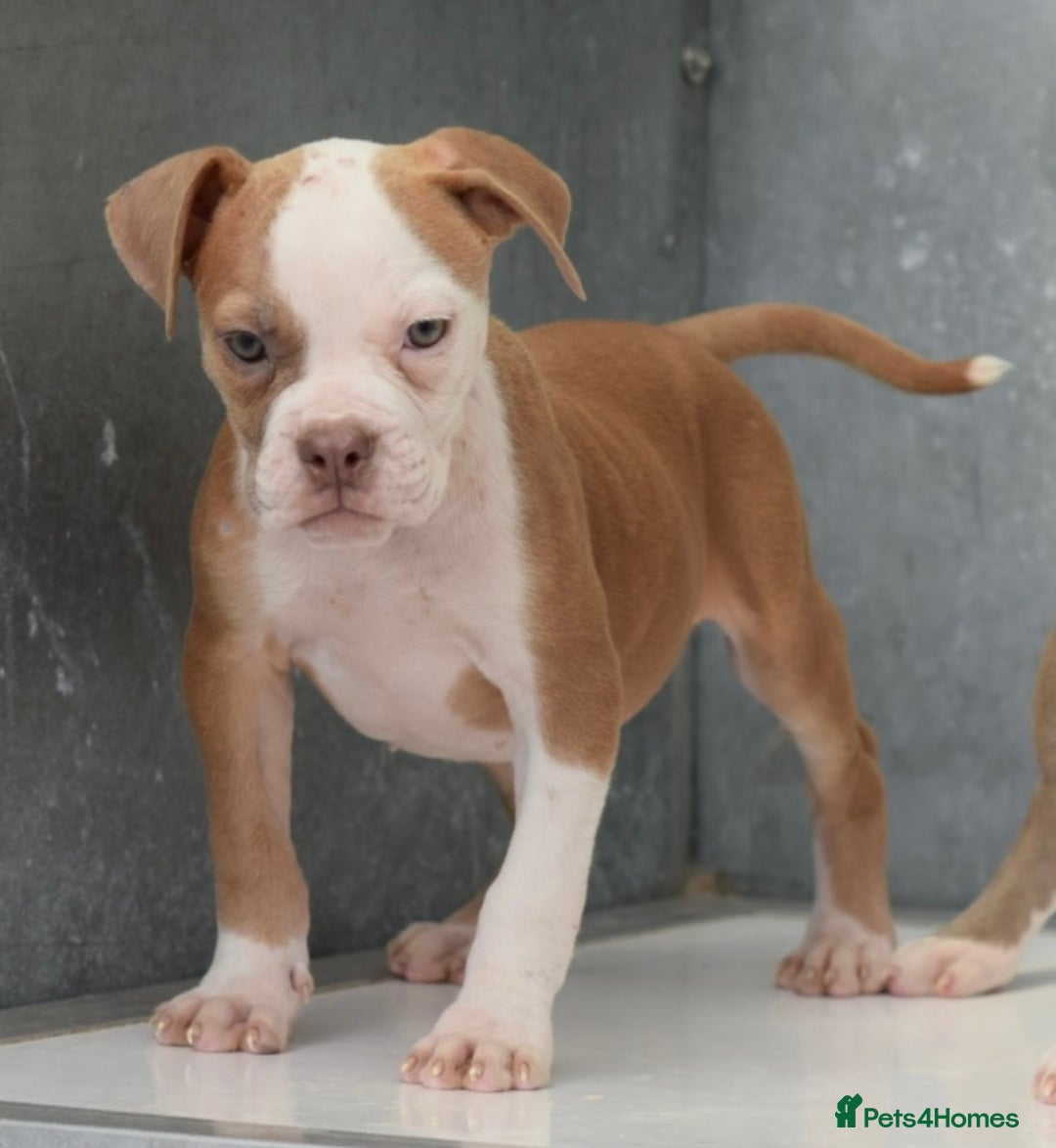 Old Tyme Bulldog dogs for sale: 5⭐️STAR RATED LICENSED🛑🛑READY TO LEAVE NOW, - Image 5