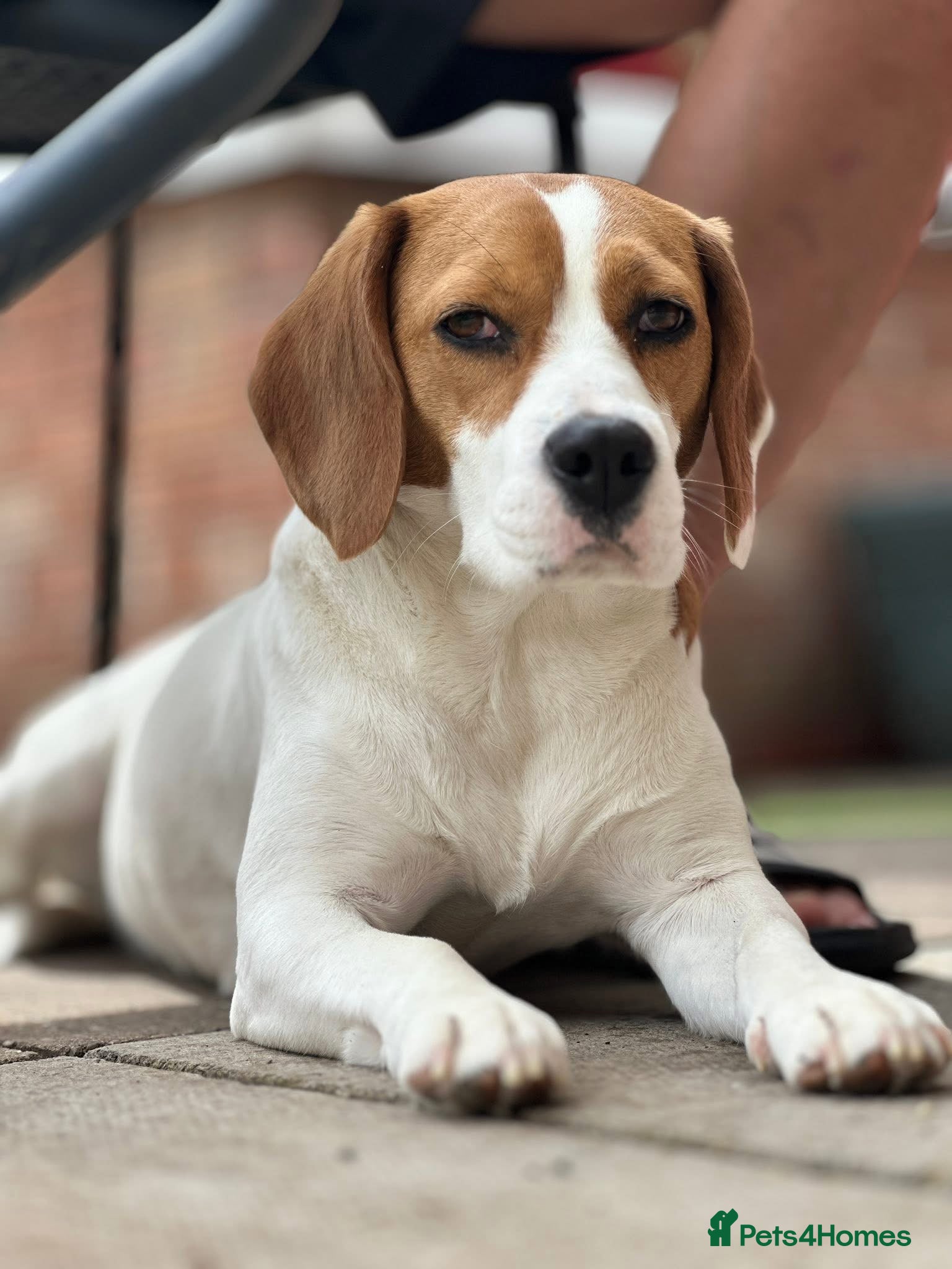 Beagle dogs 🐶 Beautiful Beagle Puppies for Sale 🐶 - Advert 3