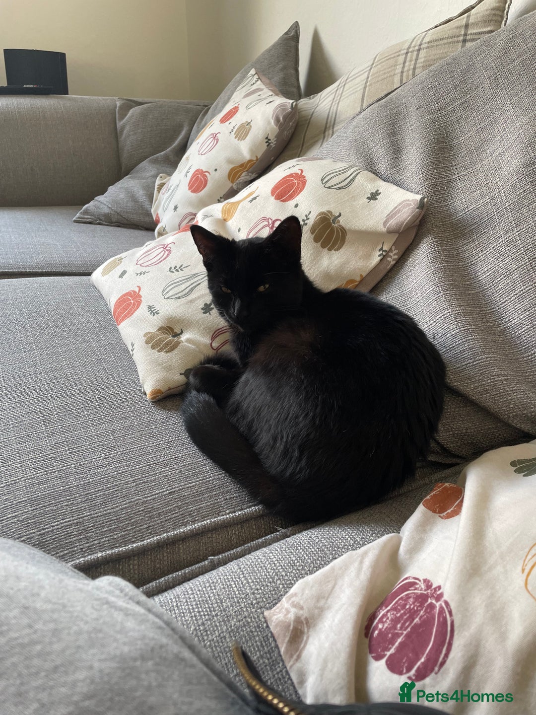 British Shorthair cats for sale: Halley - Advert 2