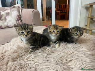 Bengal cats 4 beautiful Bengal X kittens for sale - Advert 15