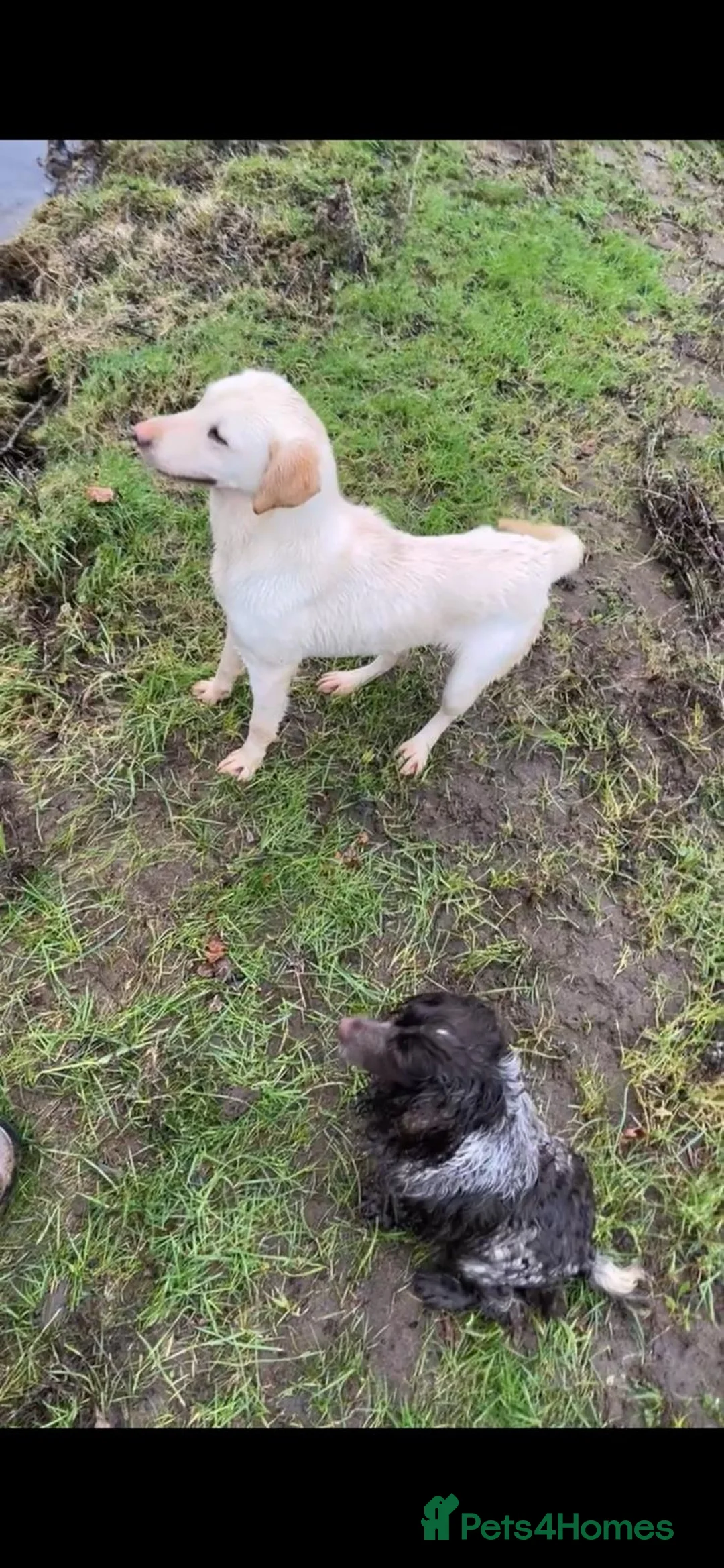 Labrador Retriever dogs for sale: stunning 11 month old labrador girl/ Your bestie in Bishop Auckland - Advert 2