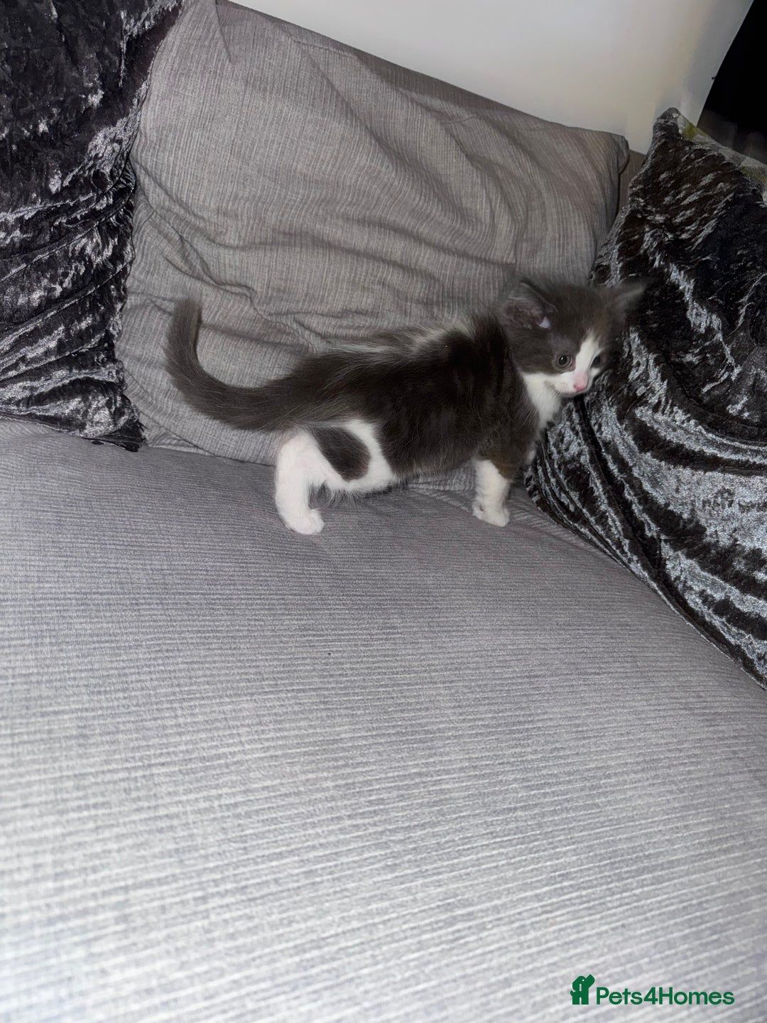 Ragdoll cats for sale: Stunning ragdoll x kittens  - Advert 8