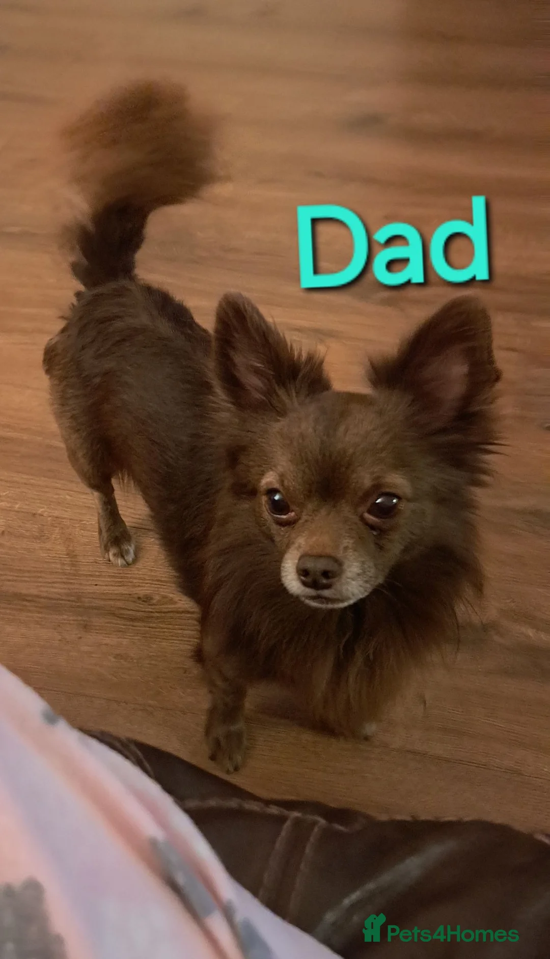 Chihuahua dogs for sale: Long Coat Chihuahua puppies - Advert 2