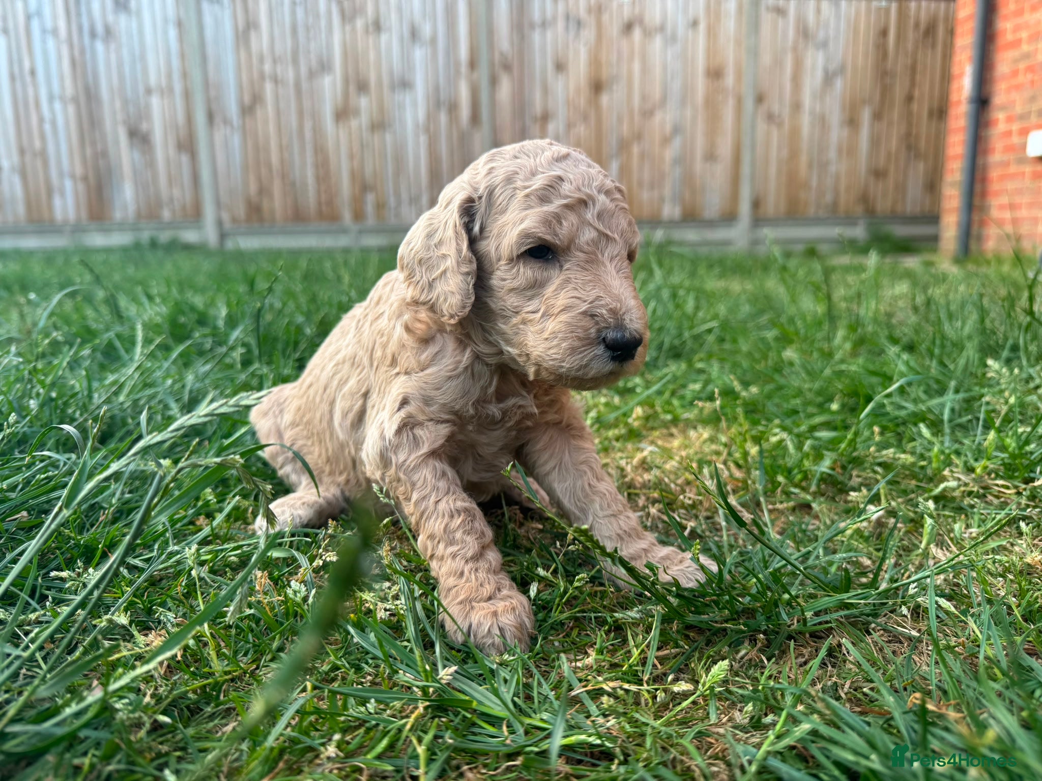Goldendoodle Puppy 5 Orange Collar Boy