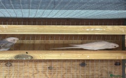 Budgerigars birds for sale: Mixed budgies and young cockatiel - Image 4